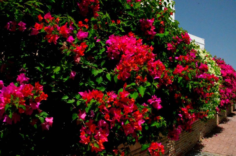 Oman - best kept secret in Arab Gulf, photo 32