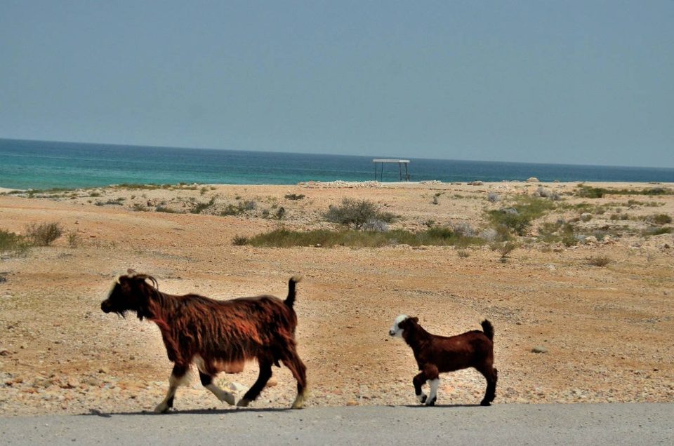 Oman - best kept secret in Arab Gulf, photo 8