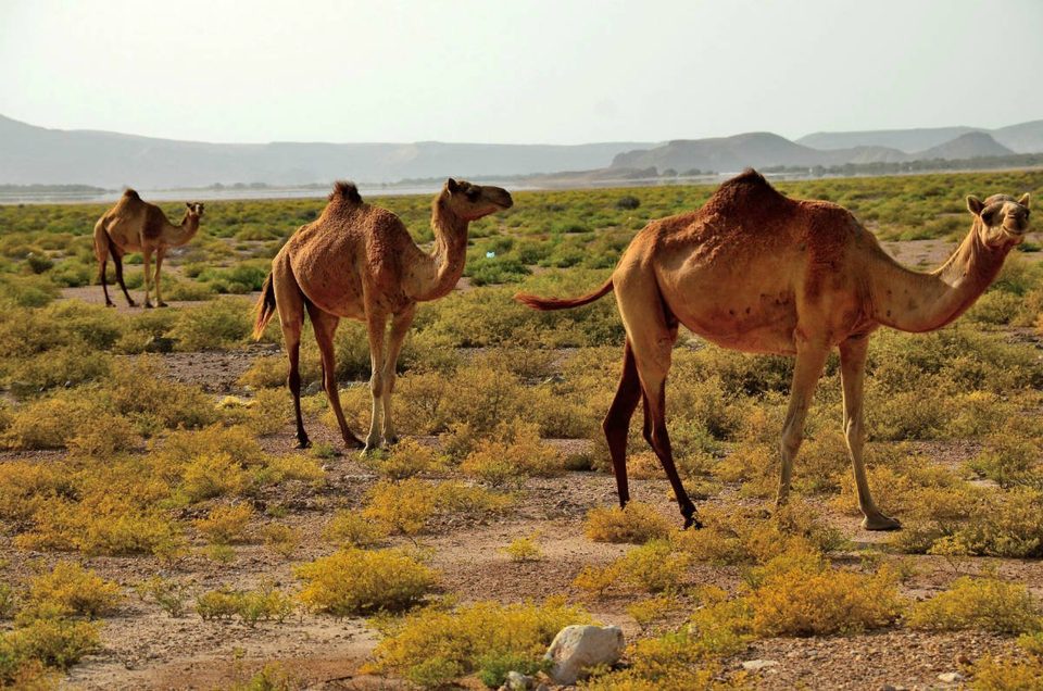 Oman - best kept secret in Arab Gulf, photo 36