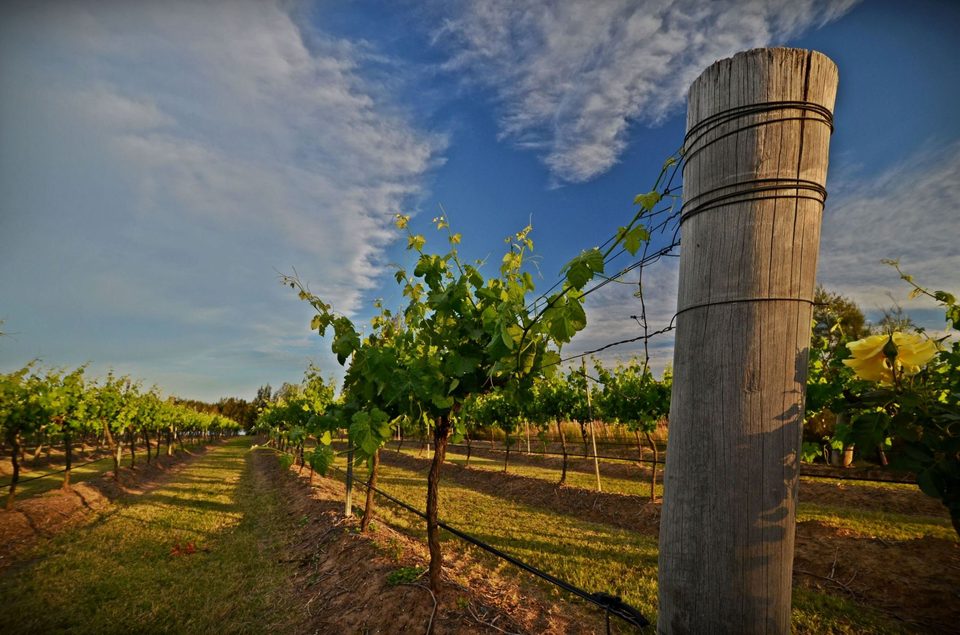 The wine region of Hunter Valley, photo 3