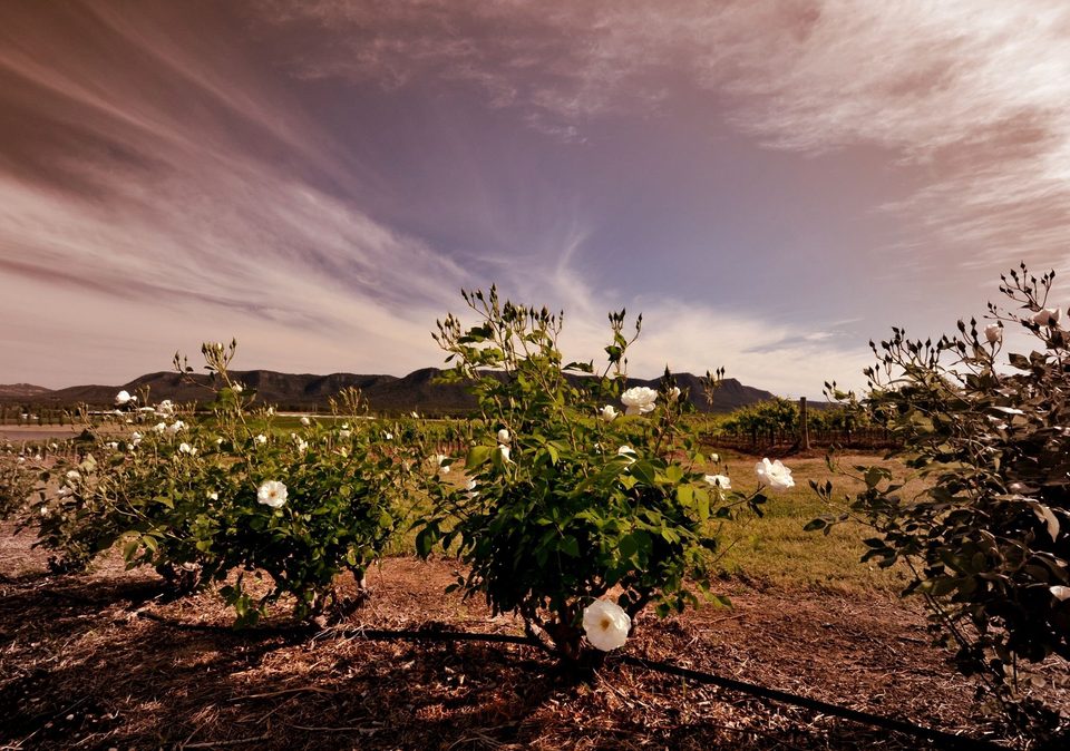 The wine region of Hunter Valley, photo 23