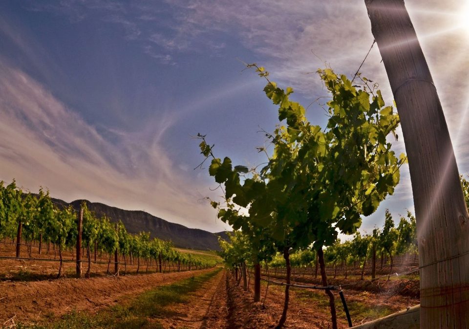 The wine region of Hunter Valley, photo 19