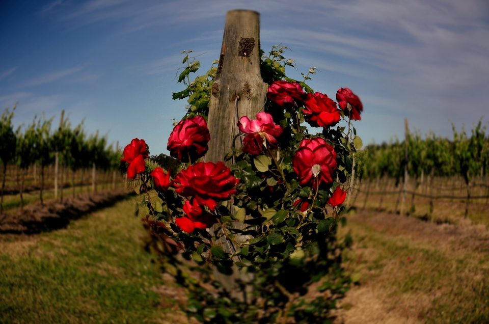 The wine region of Hunter Valley, photo 6
