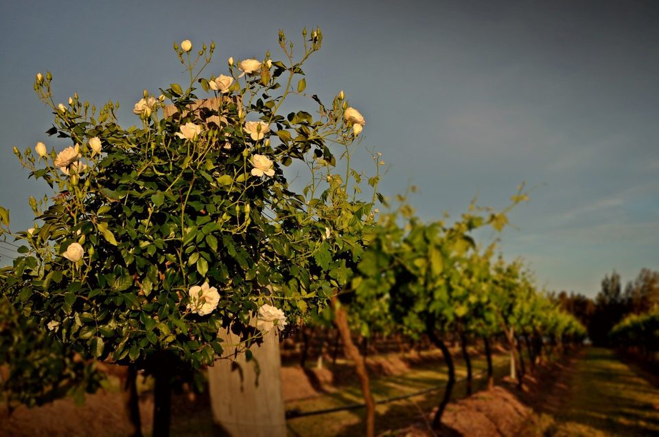 The wine region of Hunter Valley, photo 9