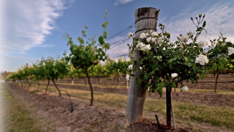 The wine region of Hunter Valley, photo 22