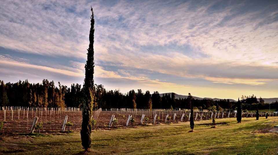 The wine region of Hunter Valley, photo 21