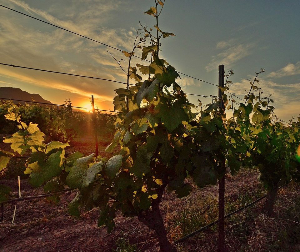 The wine region of Hunter Valley, photo 10