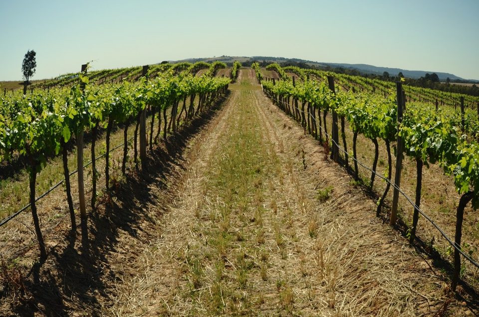 The wine region of Hunter Valley, photo 20
