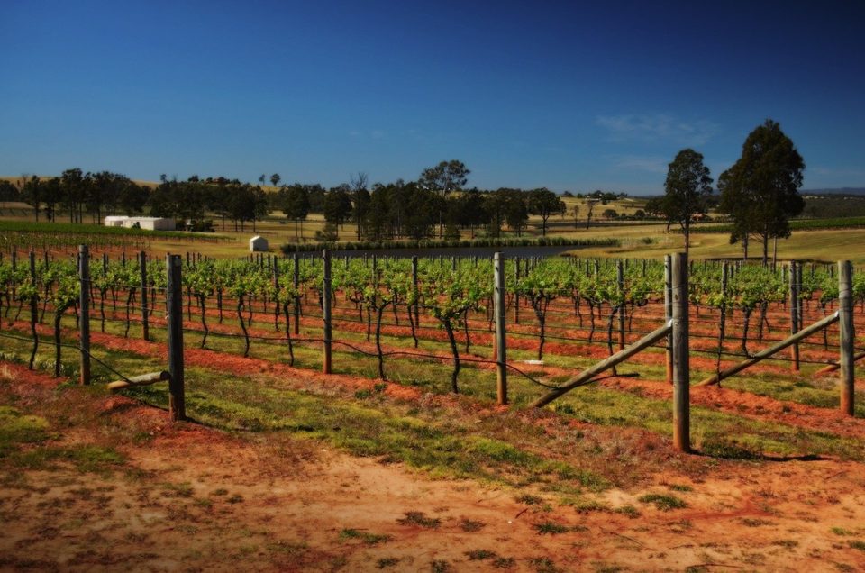 The wine region of Hunter Valley, photo 8