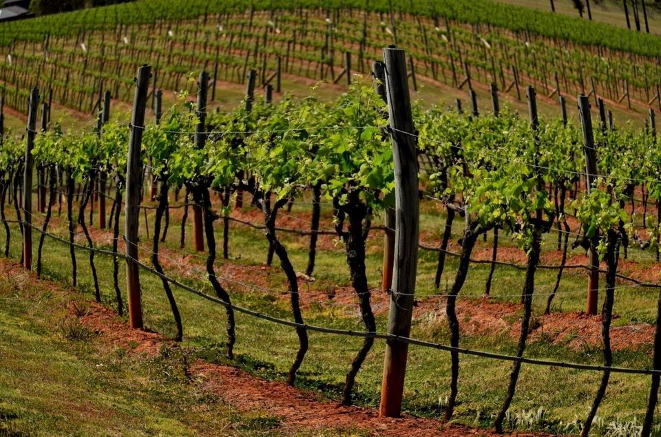 The wine region of Hunter Valley, photo 12