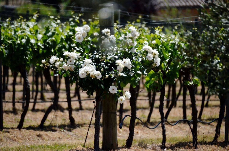 The wine region of Hunter Valley, photo 13