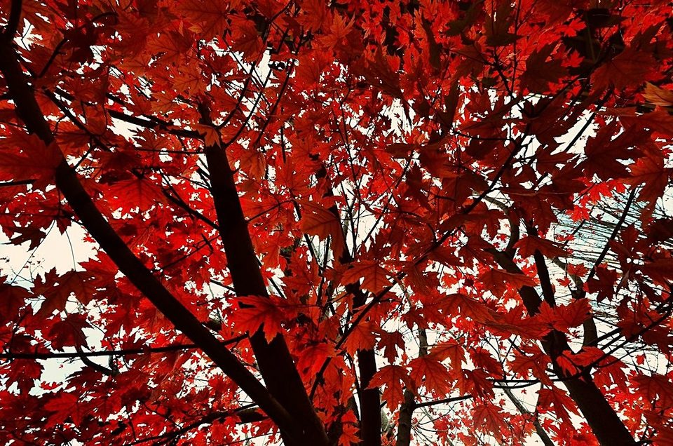 Falling in love with fall, photo 17