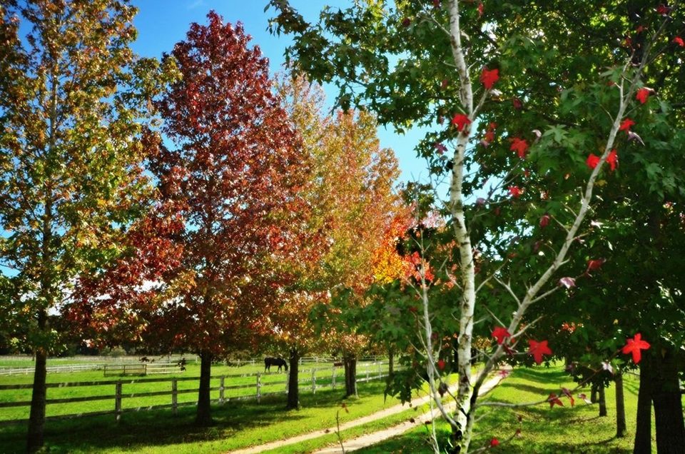 Falling in love with fall, photo 13