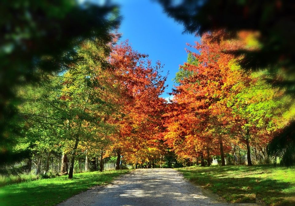 Falling in love with fall, photo 7