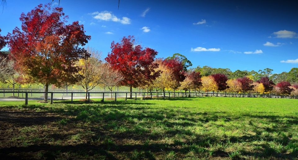 Falling in love with fall, photo 8