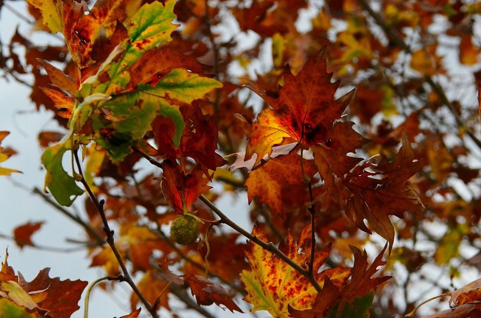 Falling in love with fall, photo 23