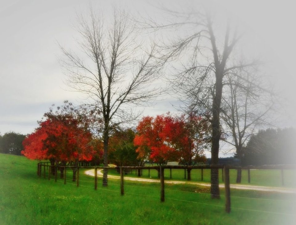Falling in love with fall, photo 20