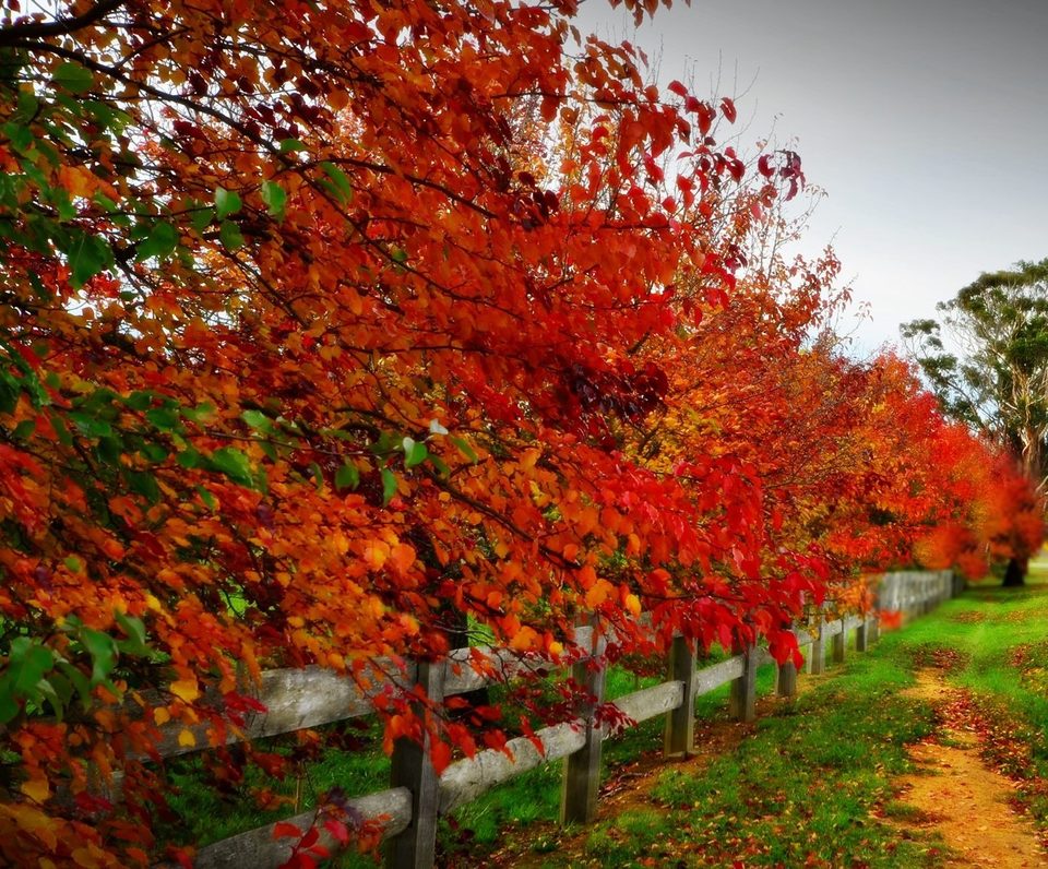 Falling in love with fall, photo 22