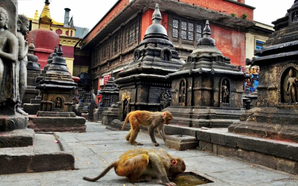 Swayambhunath, Monkey Temple