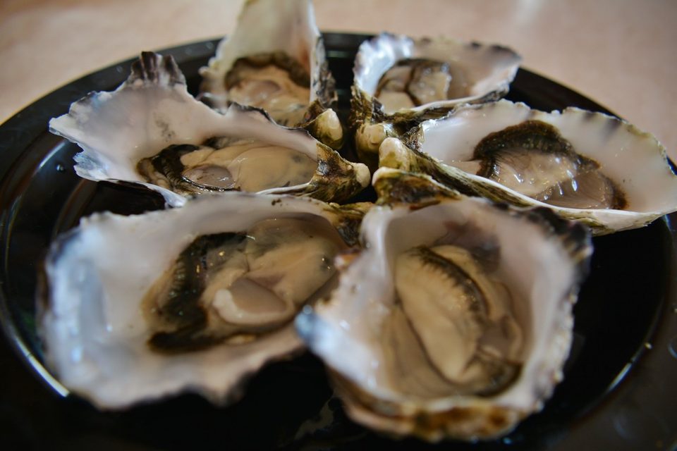 fresh Tasmanian oysters