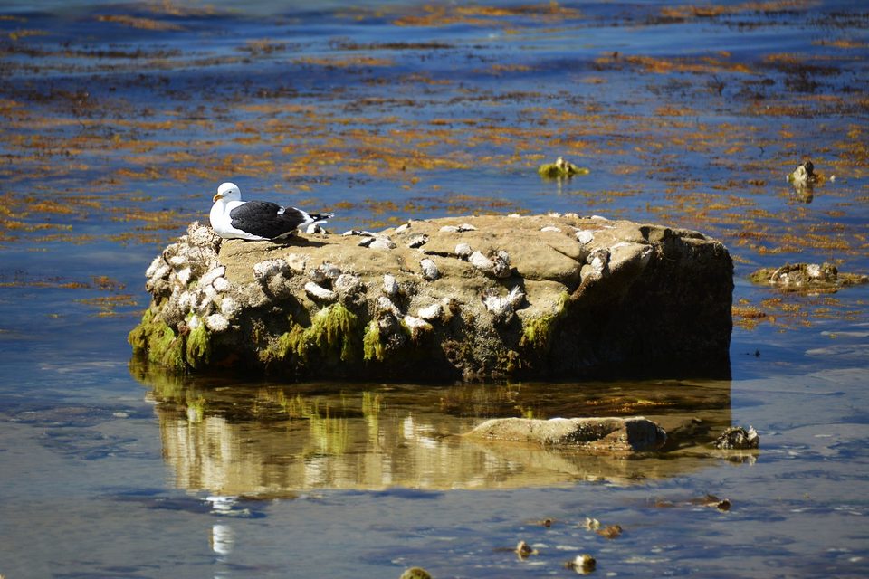 Oyster Bay, East Coasts - Oyster farm