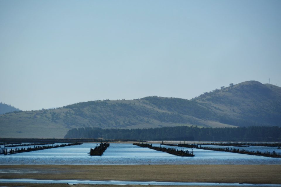 Barilla Bay, Cambridge - Oyster farm