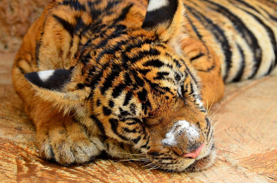 Buddhist Tiger Temple in Kanchanaburi