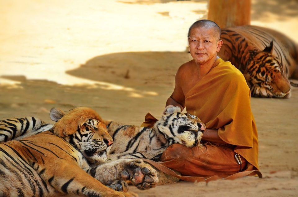 Buddhist Tiger Keeper in Kanchanaburi THAILAND