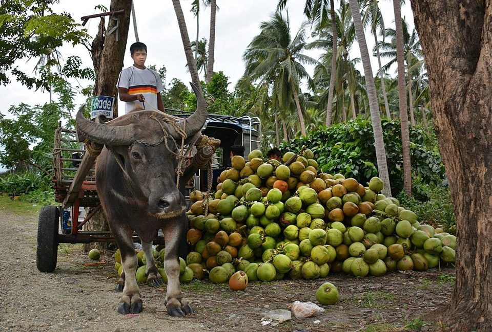 Coconut Plantation at Villa Escudero