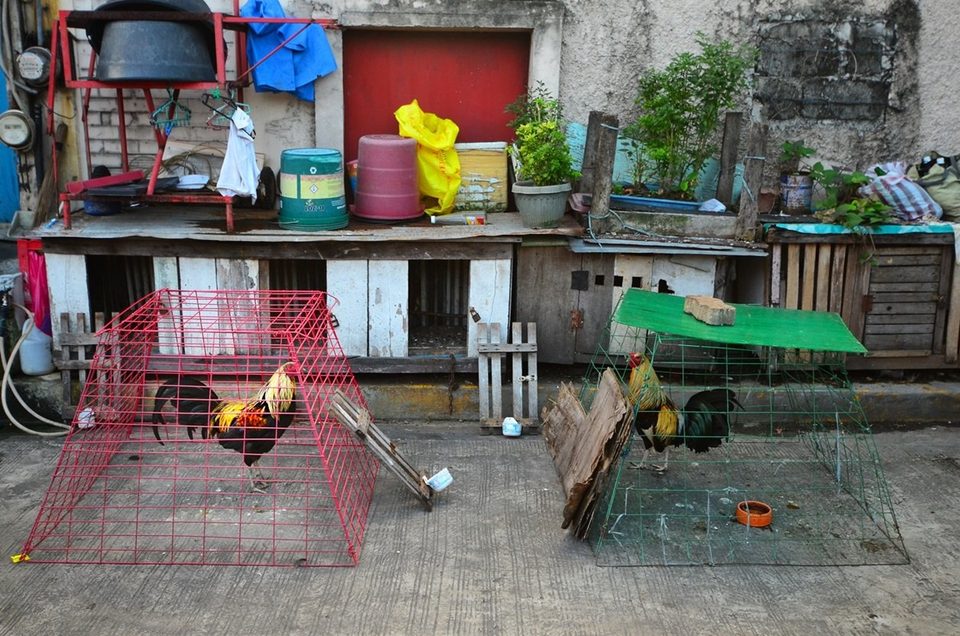 Roosters fights are very popular entertainment in Philippines/ here before fight in Manila