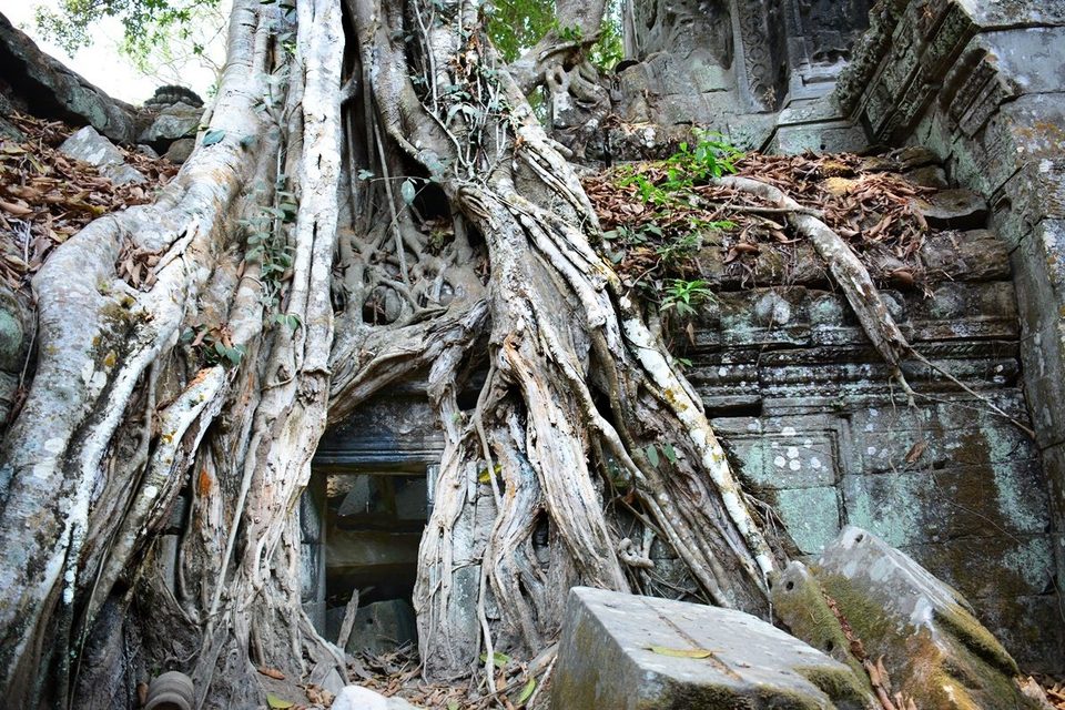 Ta Prohm, a temple bound by massive roots of huge trees