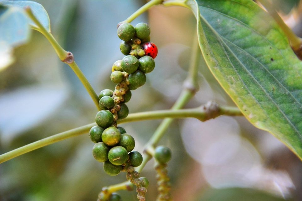 Red pepper, the rarest and most precious pepper in the world