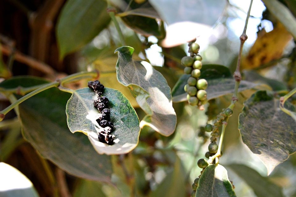 Cambodian pepper, world famous