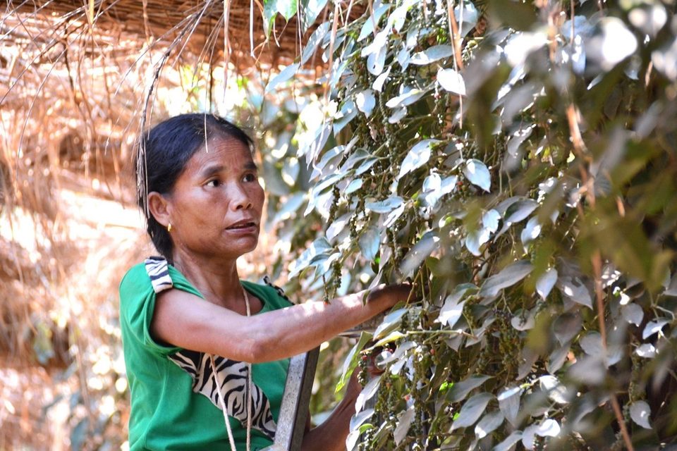 Picking pepper