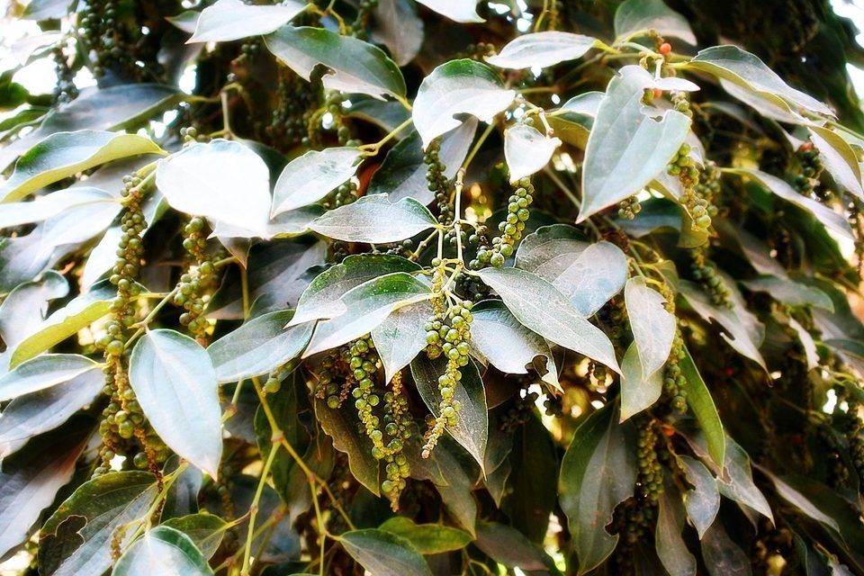 Pepper tree, world famous pepper