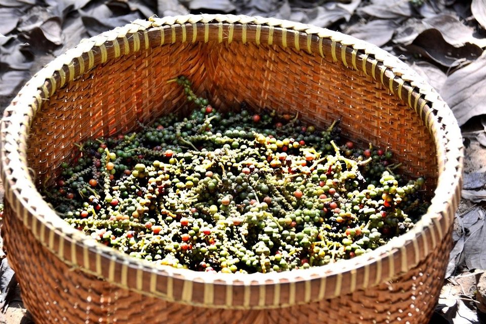 Cambodian pepper, world famous