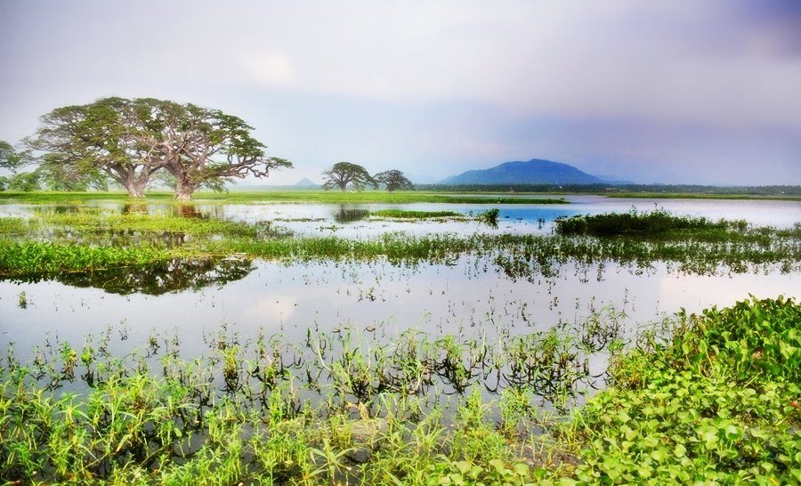 Yala, a huge area of forest, wetland and lagoons bordering the Indian Ocean, southeast Sri Lanka