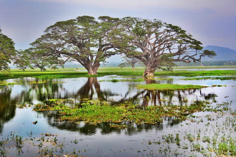 Yala, a huge area of forest, wetland and lagoons bordering the Indian Ocean, southeast Sri Lanka