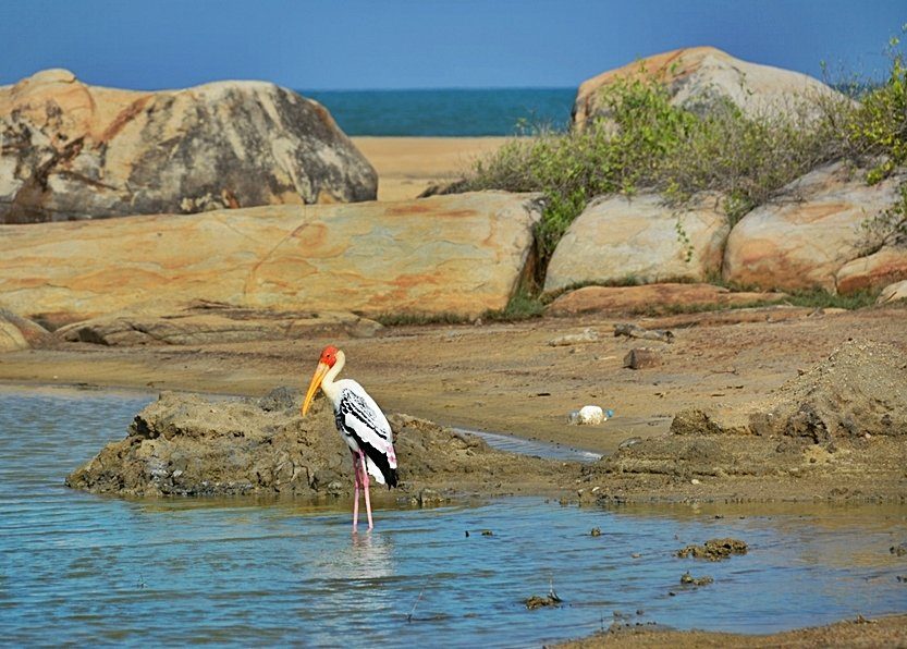 Yala, a huge area of forest, wetland and lagoons bordering the Indian Ocean, southeast Sri Lanka