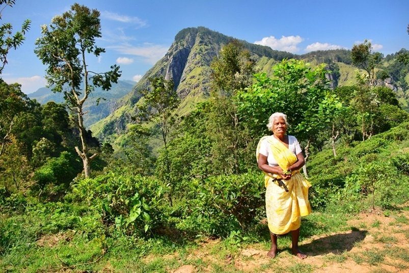 Sri Lankan tea pickers at work