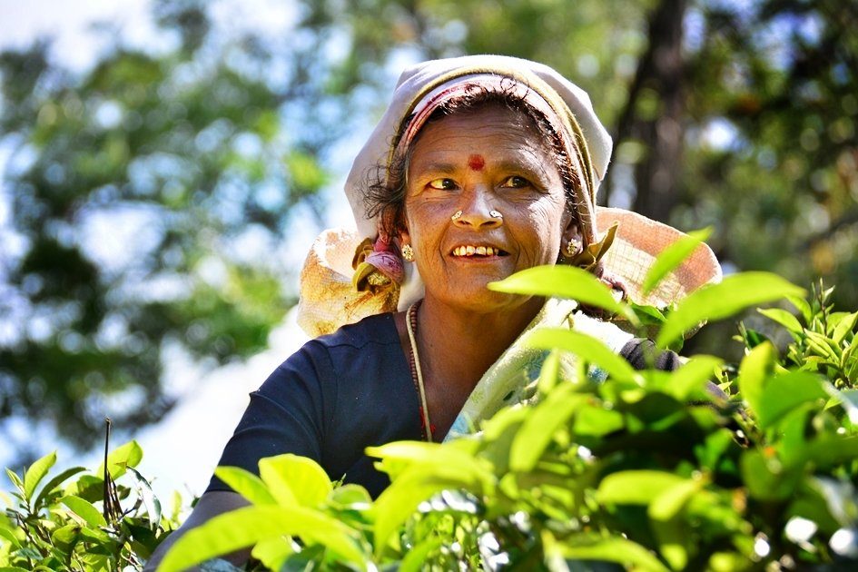 Sri Lankan tea pickers at work