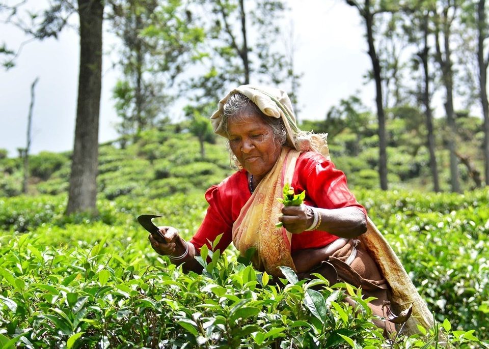 Sri Lankan tea pickers at work